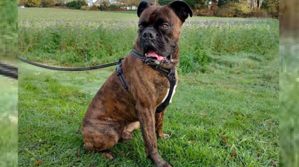 Illustration : Un chien Boxer cherche une nouvelle famille après le décès tragique de son maître