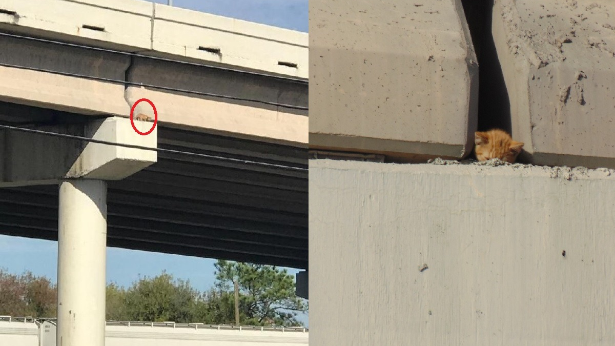 Illustration : "Pendant 6 heures, des sauveteurs ont tenté de sauver ce chat coincé sur le pont d'une autoroute"