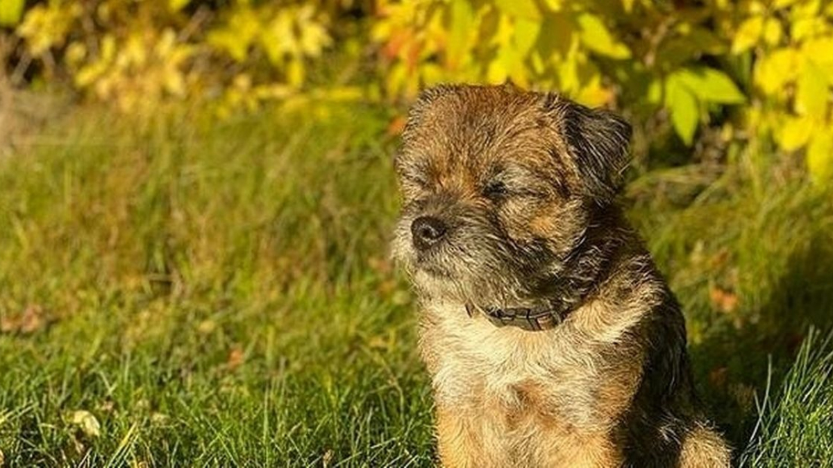 Illustration : "En cherchant les propriétaires d'un Border Terrier errant, elle apprend qu'il appartient au prince Carl Philip de Suède et son épouse"