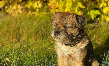 Illustration : "En cherchant les propriétaires d'un Border Terrier errant, elle apprend qu'il appartient au prince Carl Philip de Suède et son épouse"