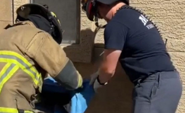 Illustration : "Un chat se perd et se retrouve bloqué à l'intérieur d'un mur : une équipe de pompiers se lance à sa rescousse (vidéo)"