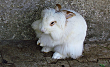 Illustration : "Le styliste Giorgio Armani s'engage à ne plus vendre de vêtements fabriqués avec la laine de lapin Angora"