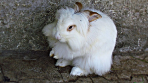 Illustration : "Le styliste Giorgio Armani s'engage à ne plus vendre de vêtements fabriqués avec la laine de lapin Angora"