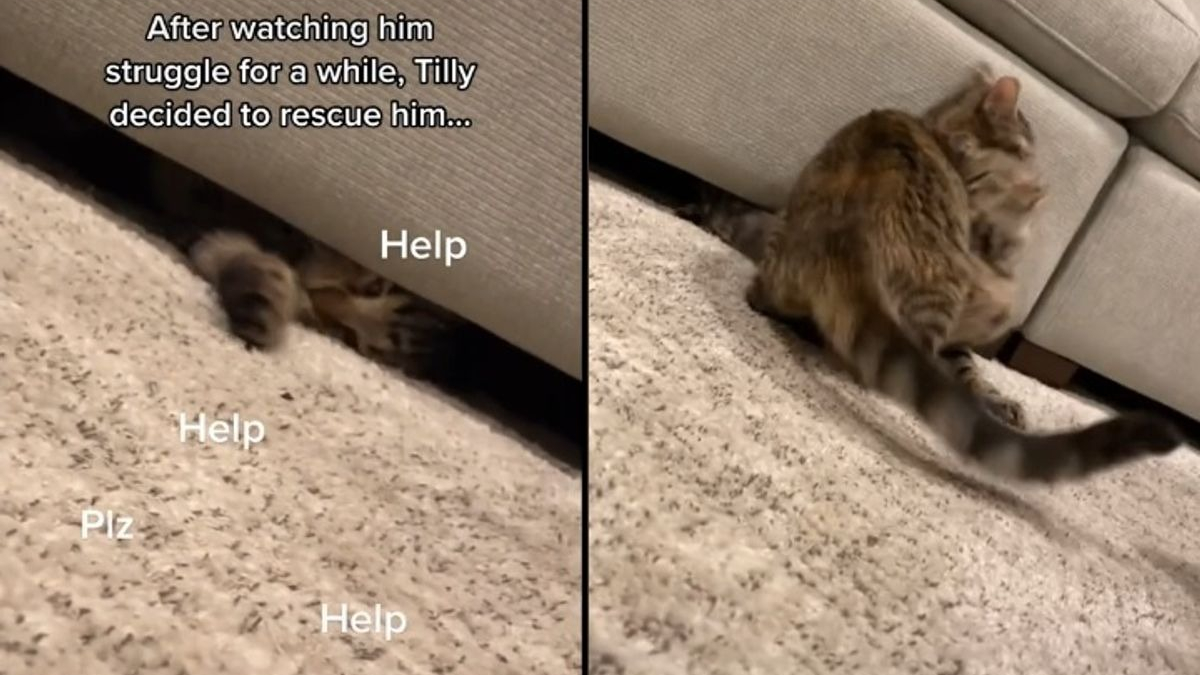 Illustration : "Un chat se lance à la rescousse de son ami félin coincé sous un canapé (vidéo)"