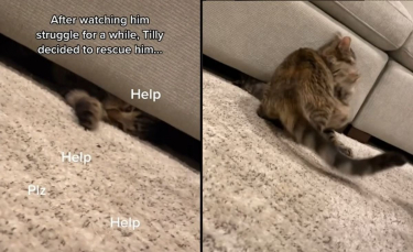 Illustration : "Un chat se lance à la rescousse de son ami félin coincé sous un canapé (vidéo)"
