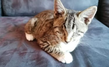 Illustration : "La belle revanche sur la vie d'un chaton devenu aveugle après avoir été abandonné et découvert dans un état préoccupant"