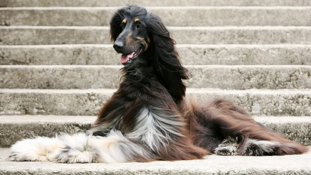 Illustration : "12 chiens à poil long qui sont de véritables icônes du glamour"
