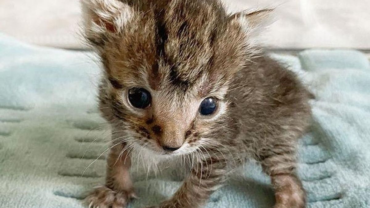 Illustration : "Retrouvé à l'extérieur, un chaton très petit pour son âge est déterminé à devenir grand et fort"