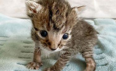 Illustration : "Retrouvé à l'extérieur, un chaton très petit pour son âge est déterminé à devenir grand et fort"