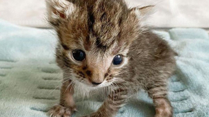 Illustration : Retrouvé à l'extérieur, un chaton très petit pour son âge est déterminé à devenir grand et fort