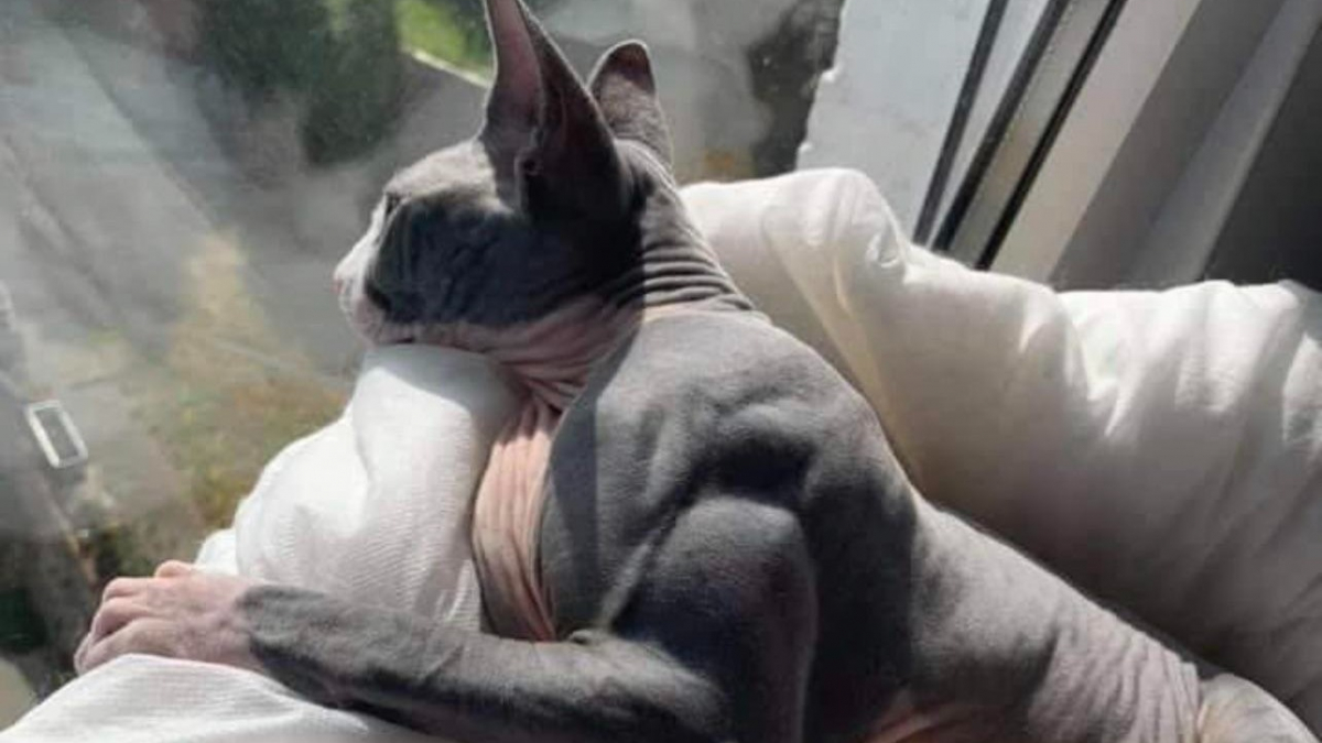 Illustration : "Un chat très musclé en raison d'une maladie rare stupéfait les internautes"