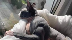 Illustration : "Un chat très musclé en raison d'une maladie rare stupéfait les internautes"