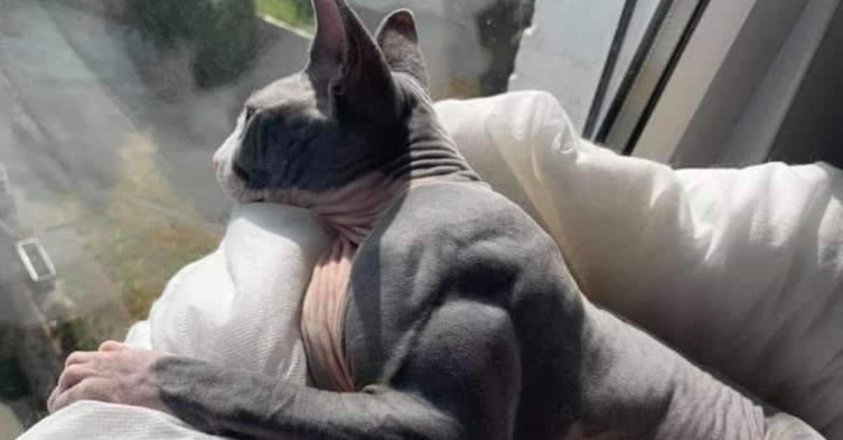 Un Chat Tres Muscle En Raison D Une Maladie Rare Stupefait Les Internautes