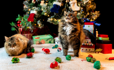 Illustration : "Des idées de cadeaux de Noël responsables et plaisants à offrir à votre animal de compagnie"