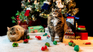 Illustration : Des idées de cadeaux de Noël responsables et plaisants à offrir à votre animal de compagnie