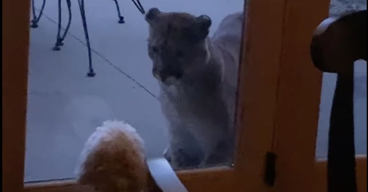 puma rencontre