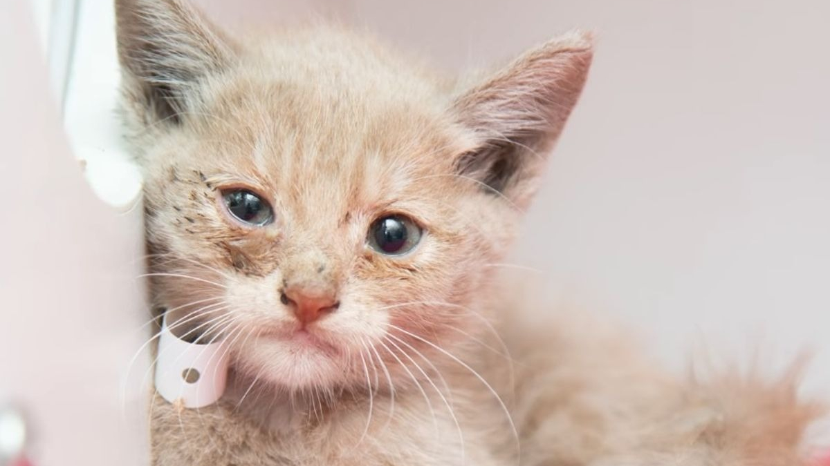 Illustration : "Piégé dans un égout pendant 1 semaine, ce chaton reçoit une aide précieuse de la part des pompiers"