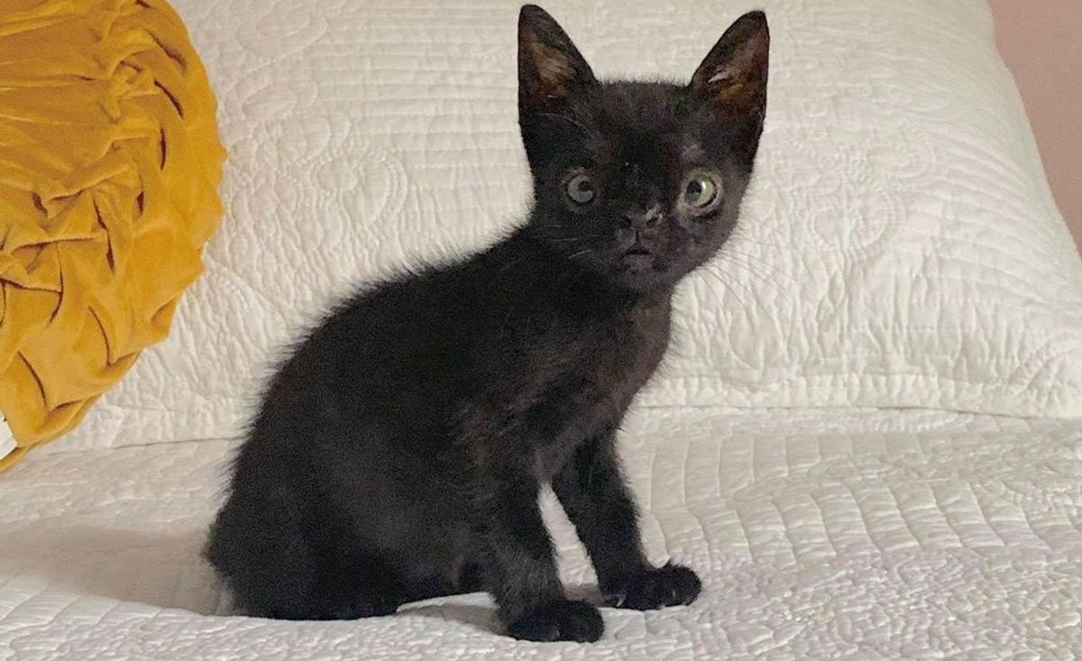 Illustration : "Un chaton atteint d'une malformation faciale et de plusieurs maladies se révèle un courageux battant"