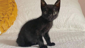Illustration : "Un chaton atteint d'une malformation faciale et de plusieurs maladies se révèle un courageux battant"
