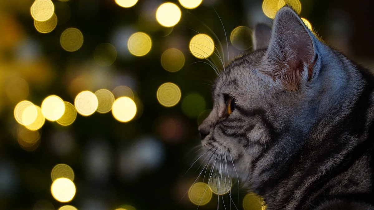 Illustration : "10 astuces pour préserver votre sapin et vos décorations de Noël des assauts de votre chat"