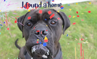 Illustration : "Après avoir vécu 2 ans en refuge, ce Cane Corso réalise son plus grand rêve juste avant Noël"