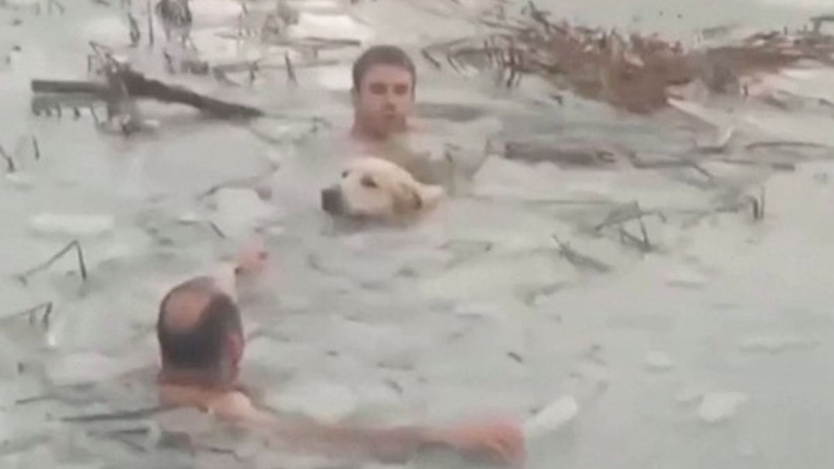 Illustration : "2 policiers héroïques plongent dans l'eau glacée d'un lac pour secourir un chien (vidéo)"