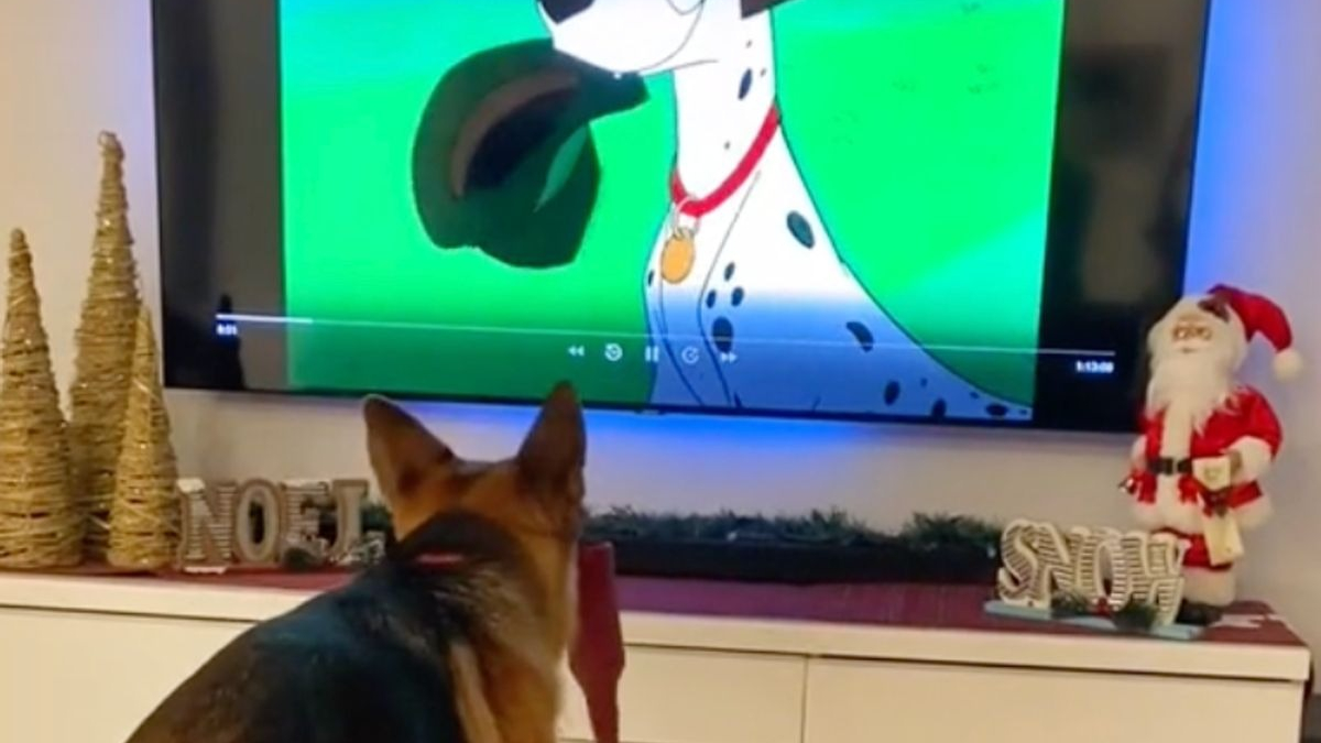 Illustration : "Une femelle Berger Allemand s'amuse en imitant le comportement de Pongo, l'un des protagonistes des « 101 Dalmatiens » (vidéo)"