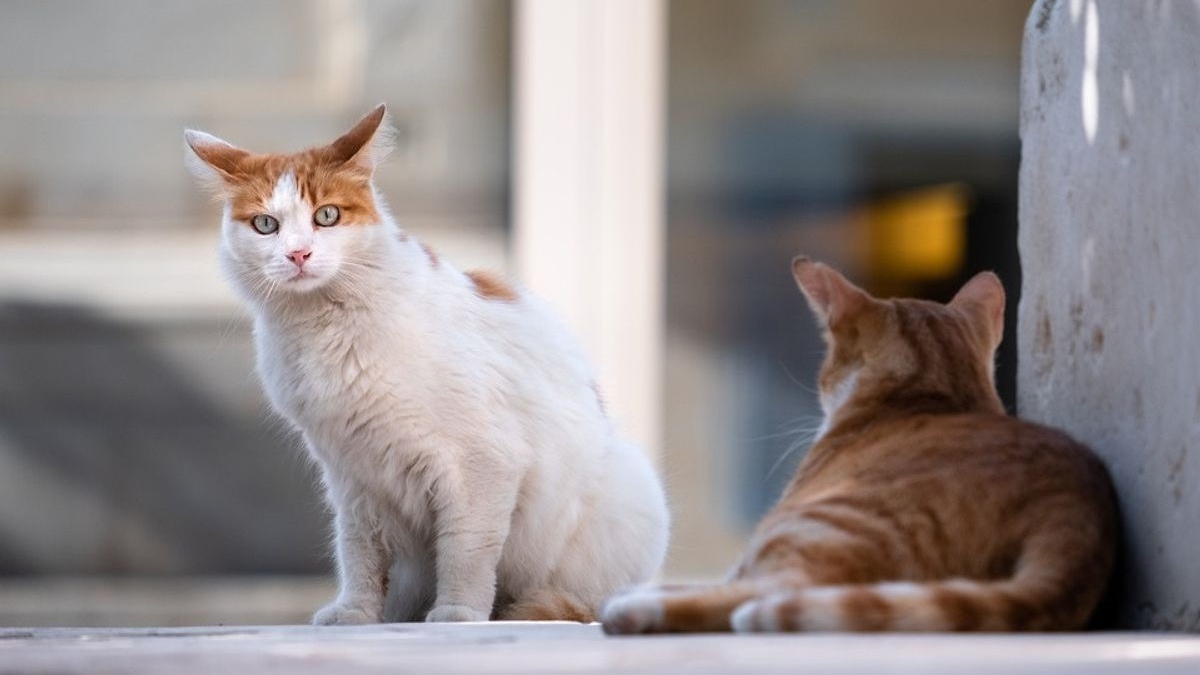 Illustration : "Vers une prime à la stérilisation et l'identification des chats ?"