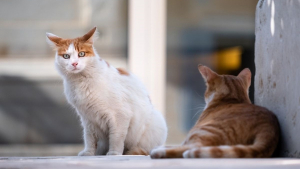 Illustration : Vers une prime à la stérilisation et l'identification des chats ?