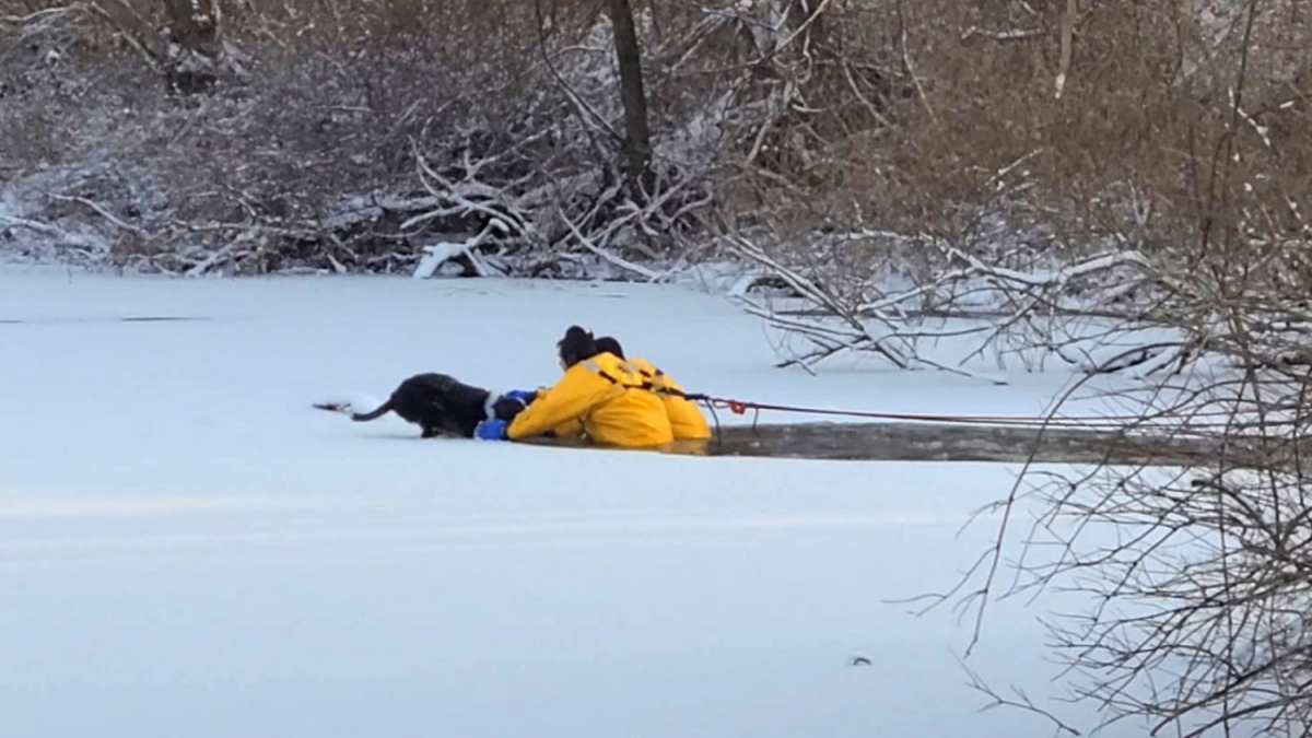 Illustration : "Une équipe de pompiers pénètre dans un étang gelé pour sauver la vie d'un Border Collie piégé dans la glace"