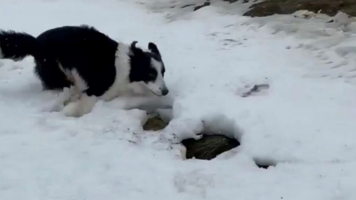 Illustration : "Un homme filme son meilleur ami canin qui ne peut contenir son excitation face à la neige !"