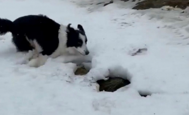 Illustration : "Un homme filme son meilleur ami canin qui ne peut contenir son excitation face à la neige !"