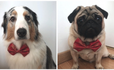 Illustration : "Une nouvelle collection originale de nœuds papillon et de bandanas pour sublimer votre chien le jour de Noël"