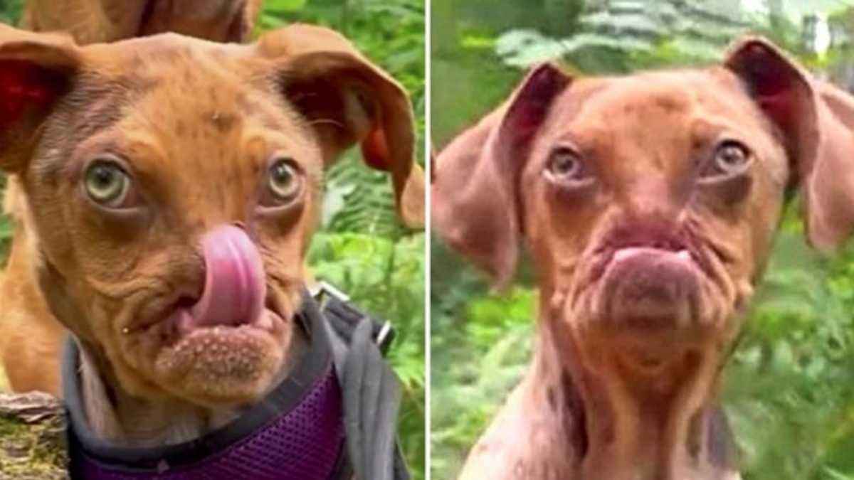 Illustration : "Un chien sans museau fait un voyage de 5 000 kilomètres pour commencer une nouvelle vie (vidéo)"