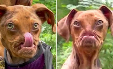 Illustration : "Un chien sans museau fait un voyage de 5 000 kilomètres pour commencer une nouvelle vie (vidéo)"