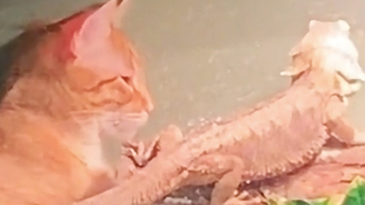 Illustration : "La vidéo d'un chat et d'un dragon barbu partageant un moment de détente sous une lampe chauffante fait chaud au coeur"