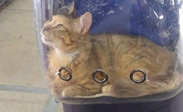 Illustration : "Incapable de marcher, cette chatte rencontre de nouvelles personnes et découvre le monde à travers un sac à dos transparent"