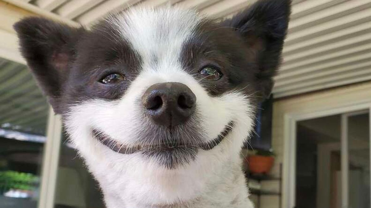 Illustration : "Ce chien, qui sourit constamment à la vie, est un rayon de soleil au quotidien"