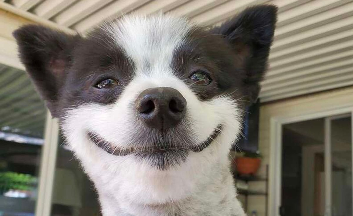 Illustration : "Ce chien, qui sourit constamment à la vie, est un rayon de soleil au quotidien"