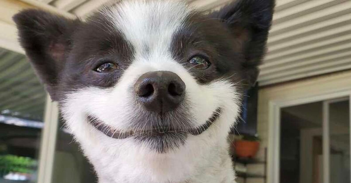 Ce chien, qui sourit constamment à la vie, est un rayon de soleil au