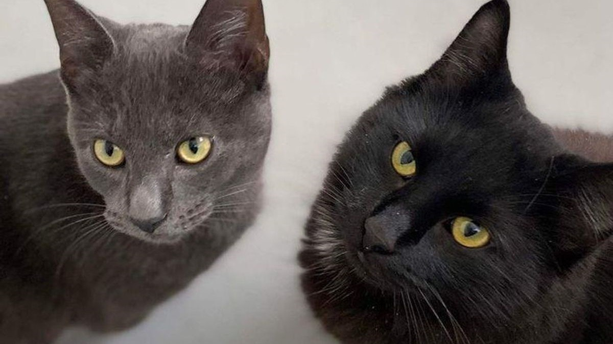 Illustration : "2 chats avides d'attention sont prêts à tourner le dos à leur vie d'errance grâce au soutien de bénévoles"