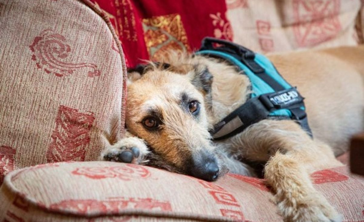 Illustration : "Le nouvel espoir d'une vie meilleure pour un chien retrouvé attaché à un lampadaire avec une patte cassée"