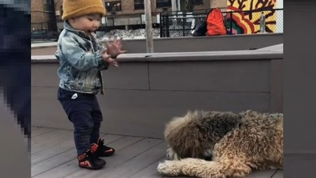 Illustration : "La réaction adorable d'un bambin découvrant un chien pour la première fois (vidéo)"