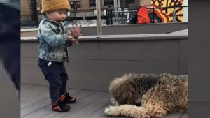 Illustration : La réaction adorable d'un bambin découvrant un chien pour la première fois (vidéo)