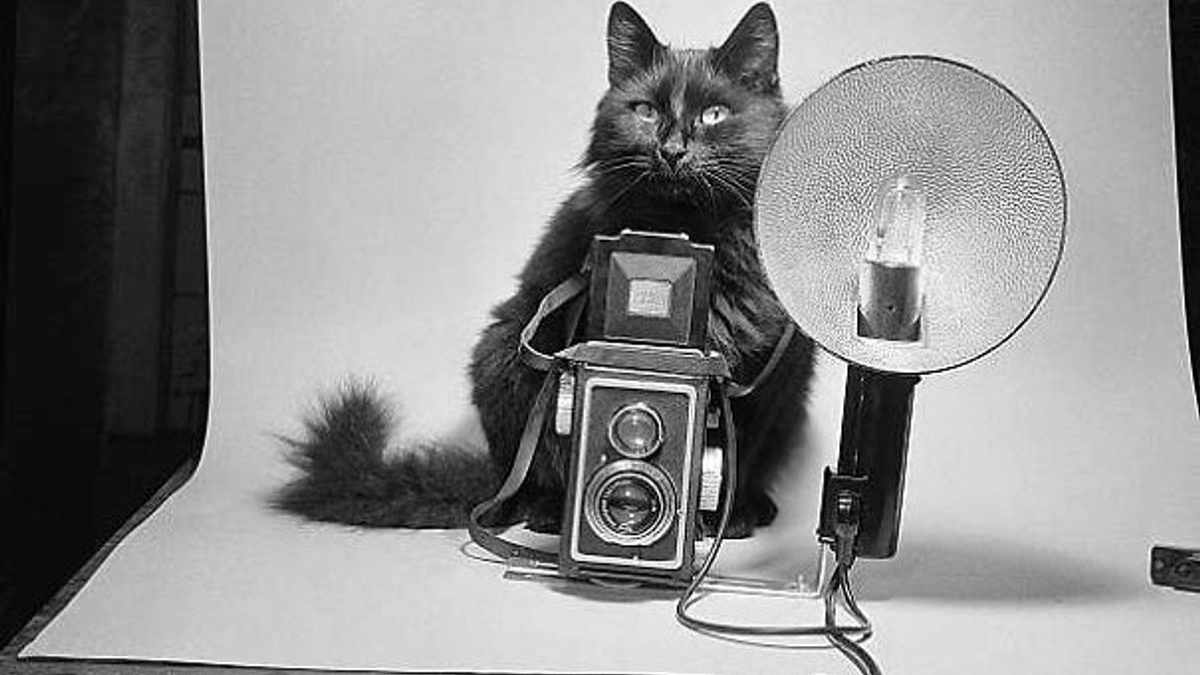 Illustration : "16 photos vintage immortalisant la beauté des chats"