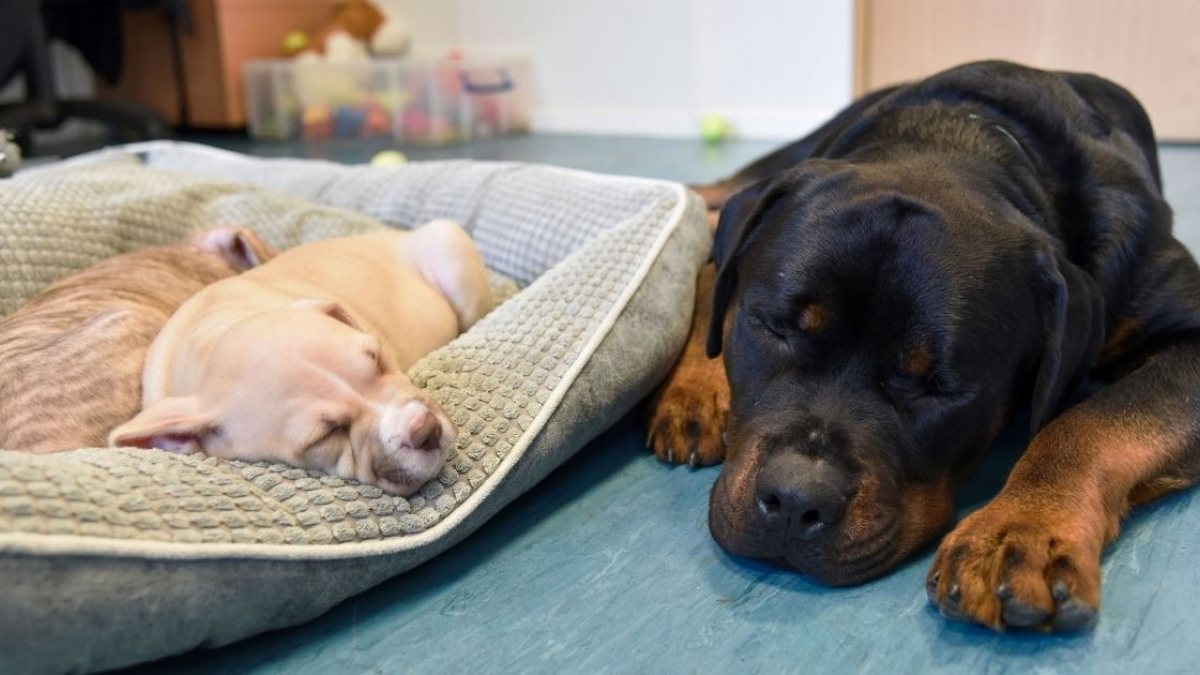 Illustration : "L'histoire touchante d'un Rottweiler aveugle devenu le père adoptif de 2 chiots (vidéo)"