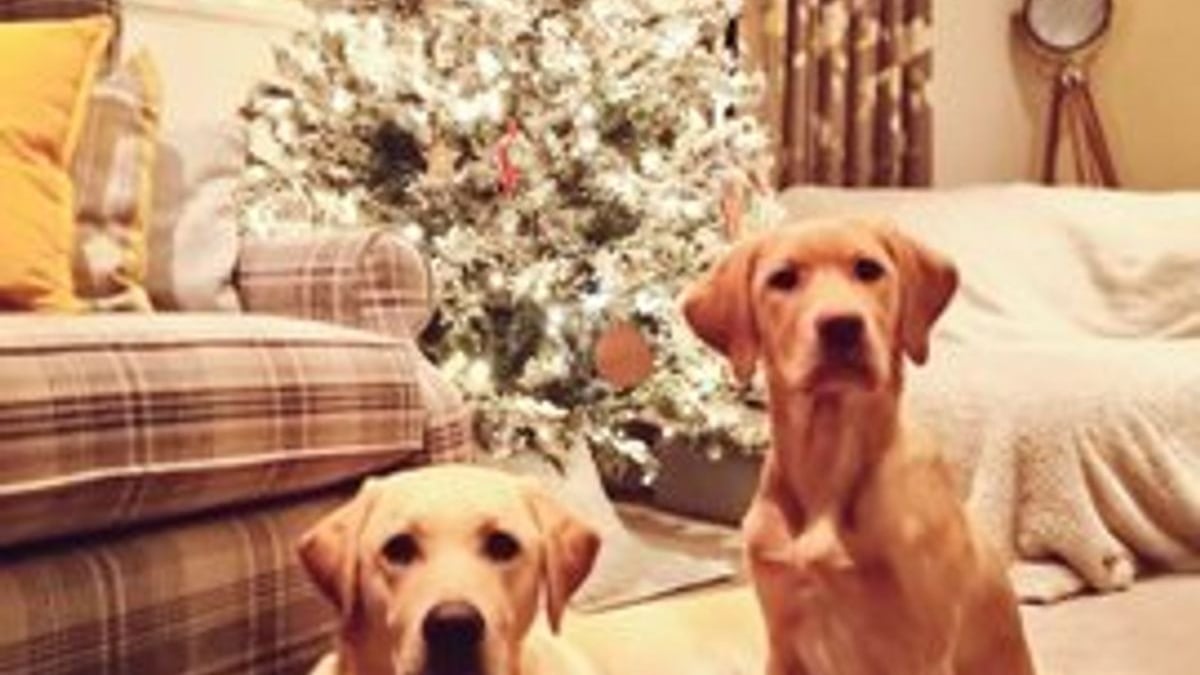 Illustration : "20 photos de chiens qui attendent Noël avec impatience"