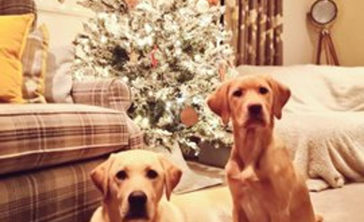 Illustration : "20 photos de chiens qui attendent Noël avec impatience"