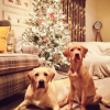 Illustration : 20 photos de chiens qui attendent No&euml;l avec impatience
