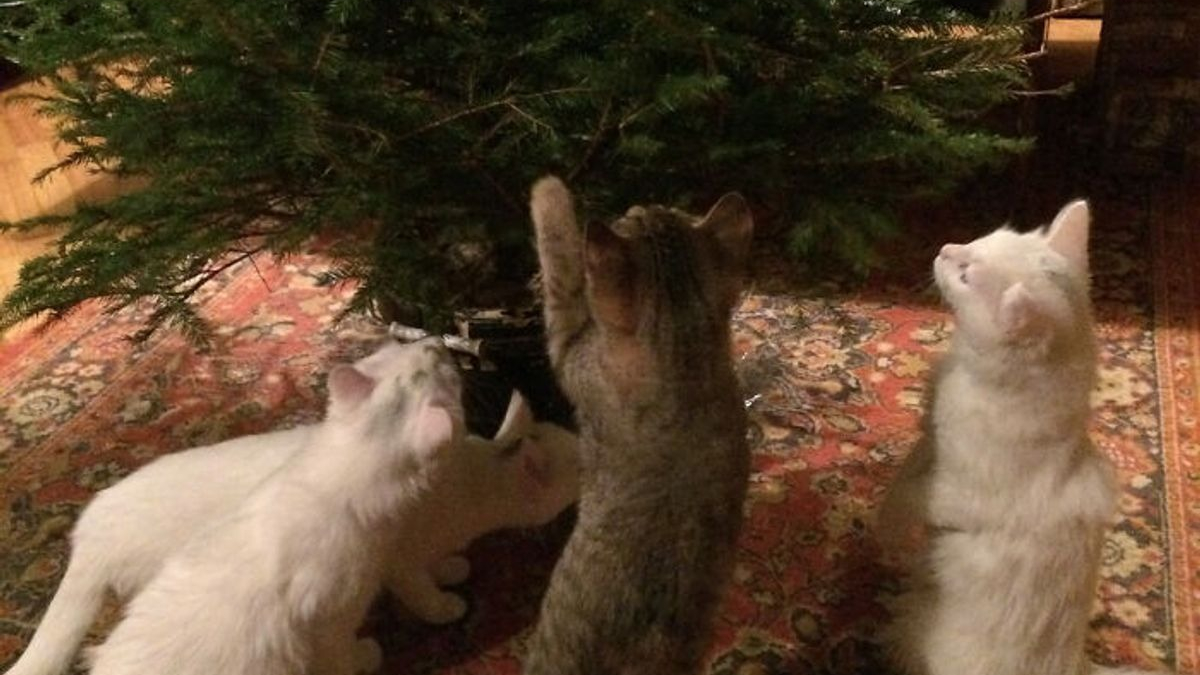Illustration : "10 photos de chats qui participent aux fêtes de fin d'année à leur manière"